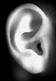 ear